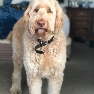 Meet your Posher, Diana